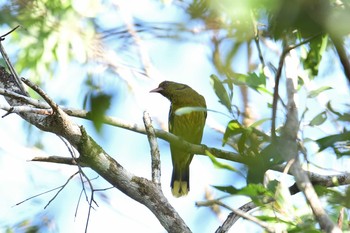 Green Oriole Iron Range National Park Tue, 10/15/2019