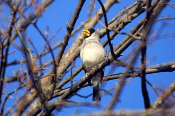 Japanese Grosbeak 神奈川県立相模原公園 Mon, 2/24/2020