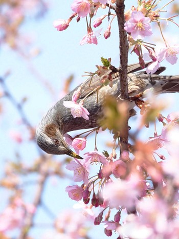 2020年2月29日(土) 東京都世田谷区の野鳥観察記録