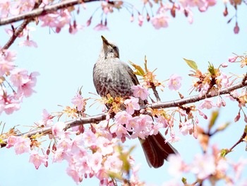 ヒヨドリ 東京都世田谷区 2020年2月29日(土)