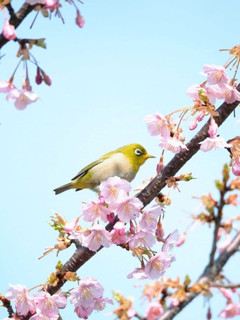 メジロ 東京都世田谷区 2020年2月29日(土)