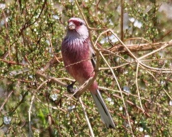 Siberian Long-tailed Rosefinch Unknown Spots Unknown Date