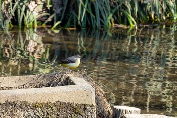 キセキレイ 岡本公園 2020年2月2日(日)