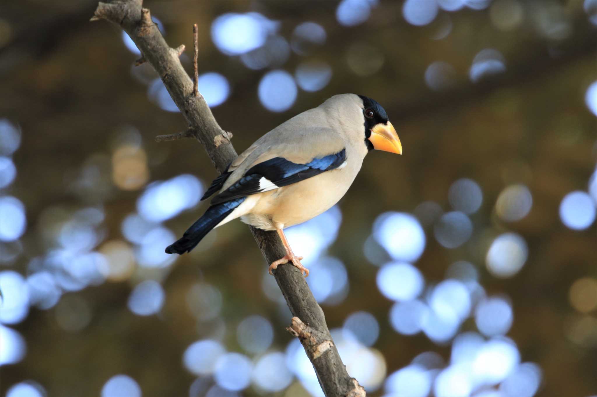 Photo of Japanese Grosbeak at Showa Kinen Park by ゆず大好き