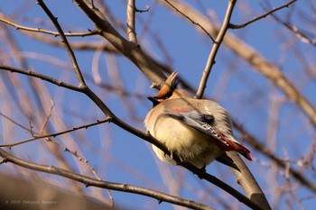 Japanese Waxwing Higashitakane Forest park Sun, 2/23/2020