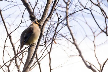 Japanese Waxwing Higashitakane Forest park Sun, 2/23/2020