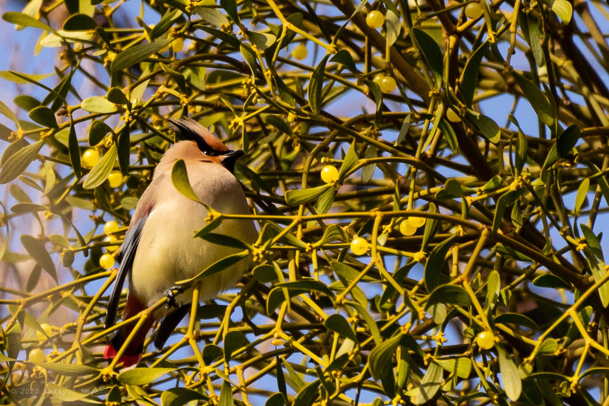 Photo of Japanese Waxwing at Higashitakane Forest park by GA GA