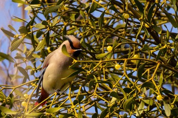 Japanese Waxwing Higashitakane Forest park Sun, 2/23/2020