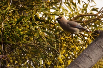 Japanese Waxwing Higashitakane Forest park Sun, 2/23/2020