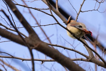 Japanese Waxwing Higashitakane Forest park Sun, 2/23/2020