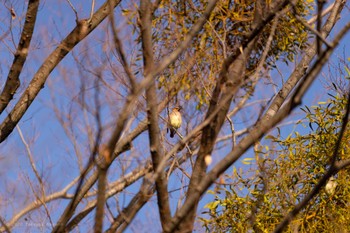 Japanese Waxwing Higashitakane Forest park Sun, 2/23/2020