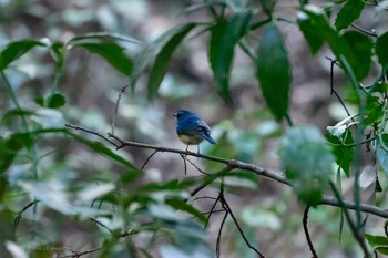 Red-flanked Bluetail Higashitakane Forest park Sun, 2/23/2020