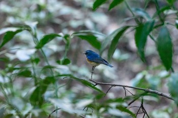 Red-flanked Bluetail Higashitakane Forest park Sun, 2/23/2020