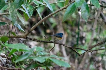 Red-flanked Bluetail Higashitakane Forest park Sun, 2/23/2020