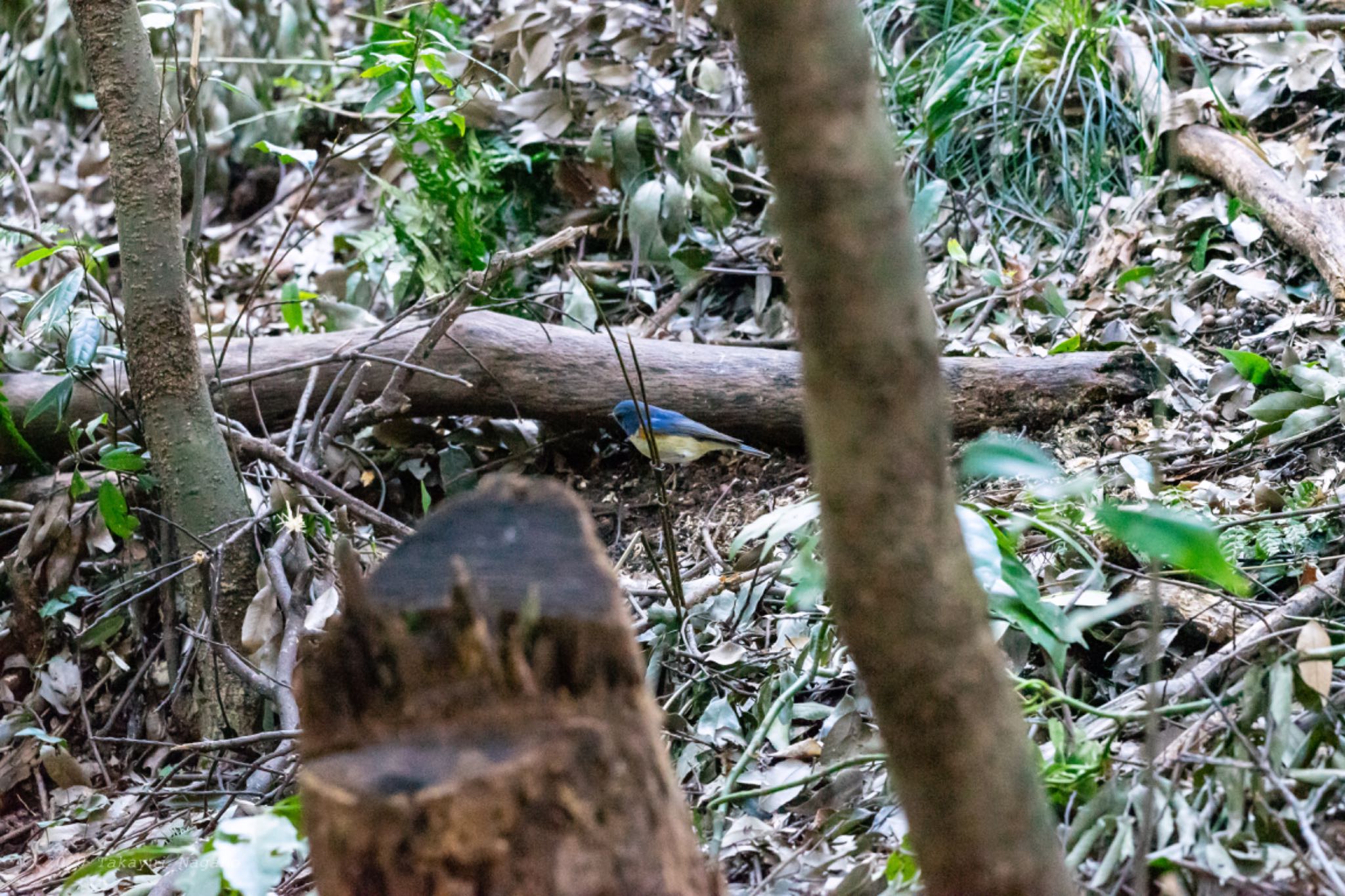 Photo of Red-flanked Bluetail at Higashitakane Forest park by GA GA