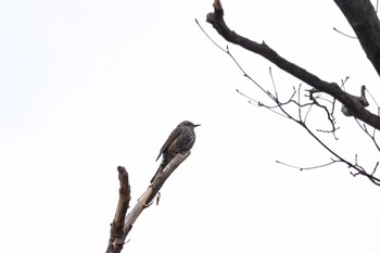 2020年2月25日(火) 高津区の野鳥観察記録