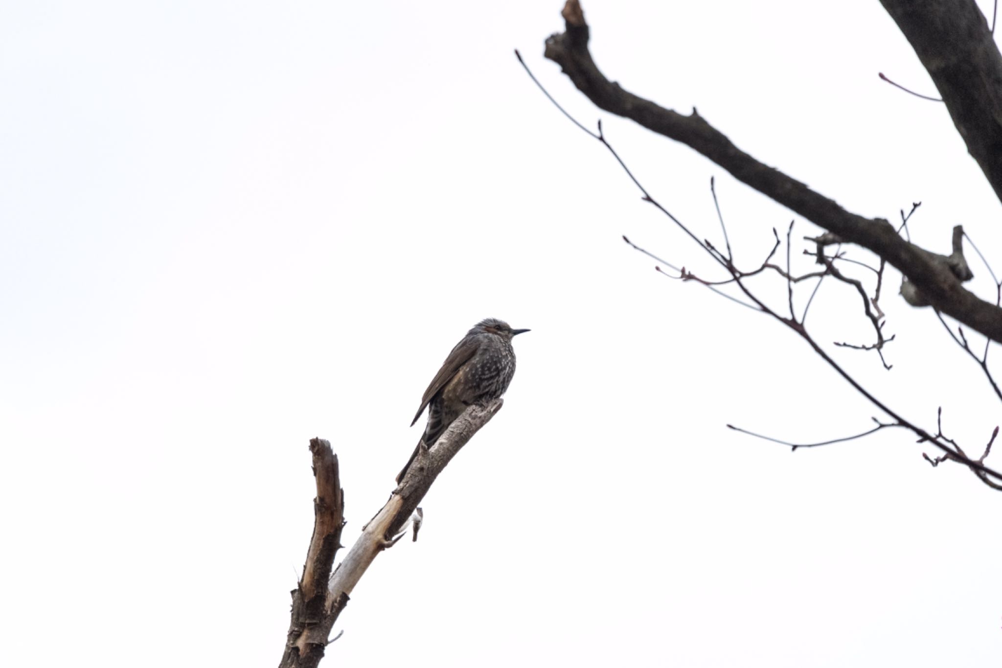 Brown-eared Bulbul