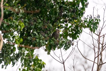 Brown-eared Bulbul 高津区 Tue, 2/25/2020