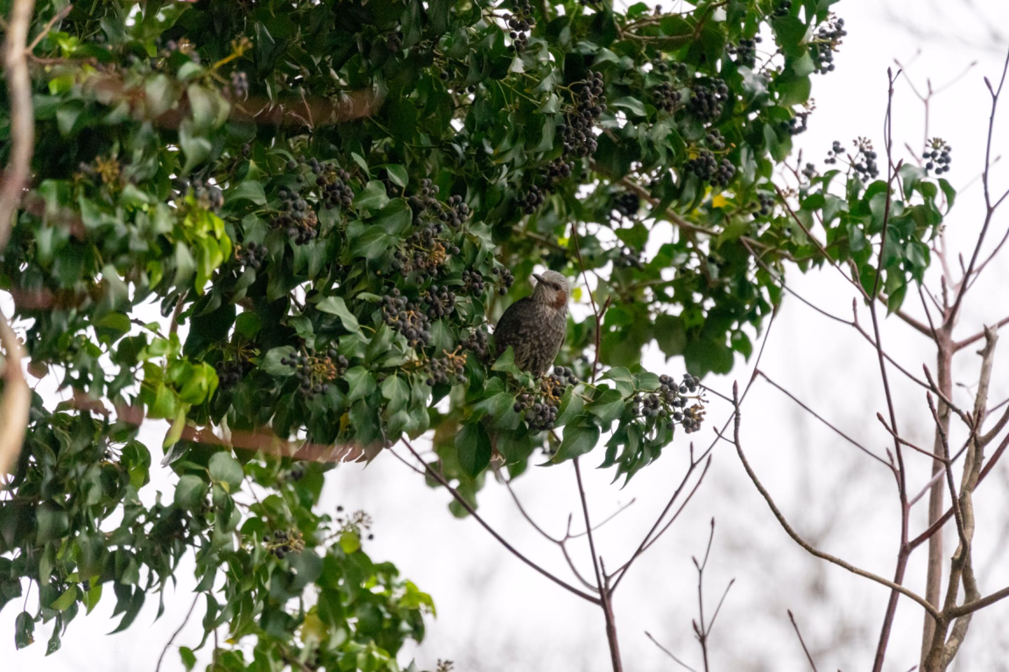 Brown-eared Bulbul