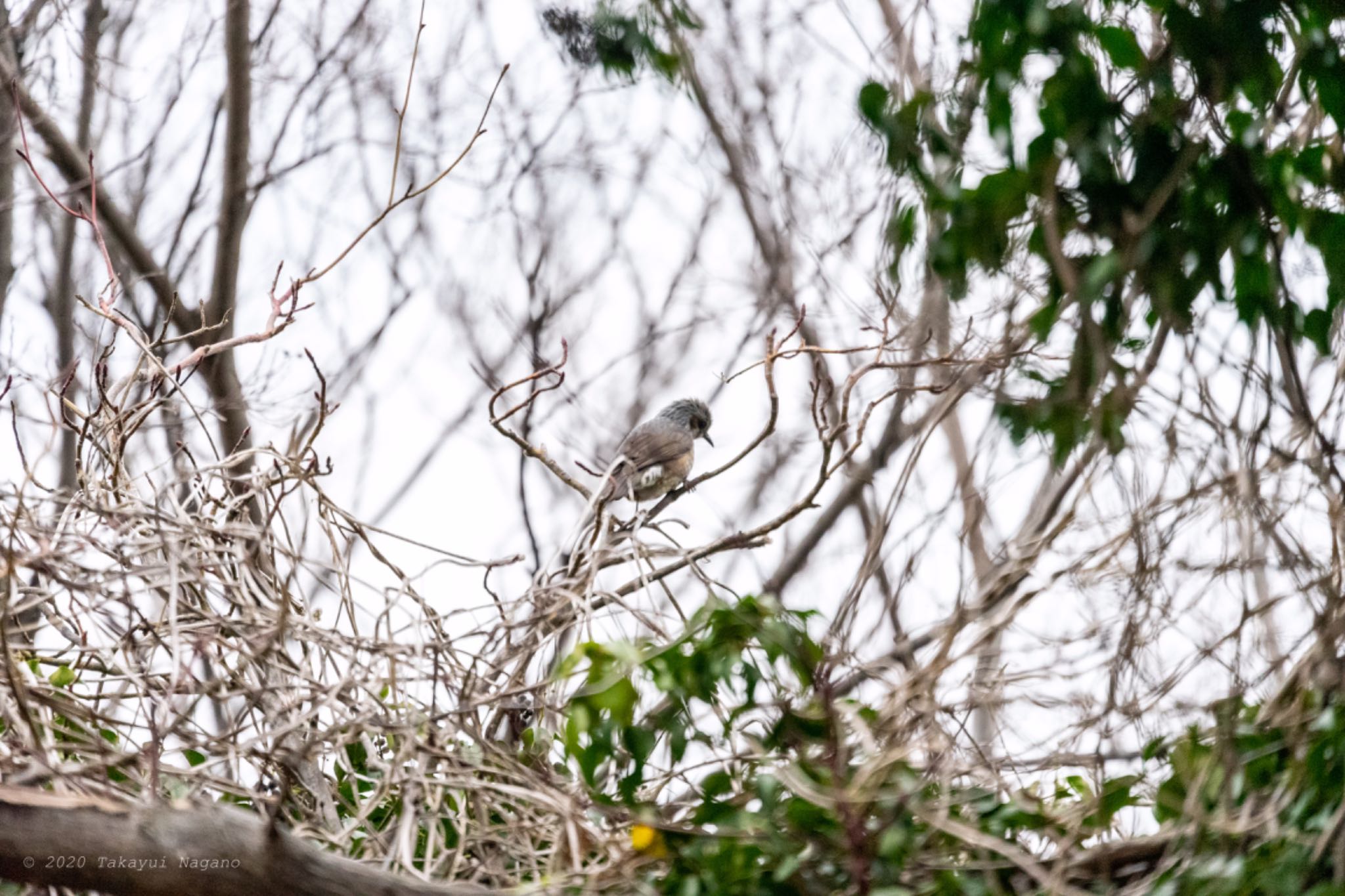 Brown-eared Bulbul