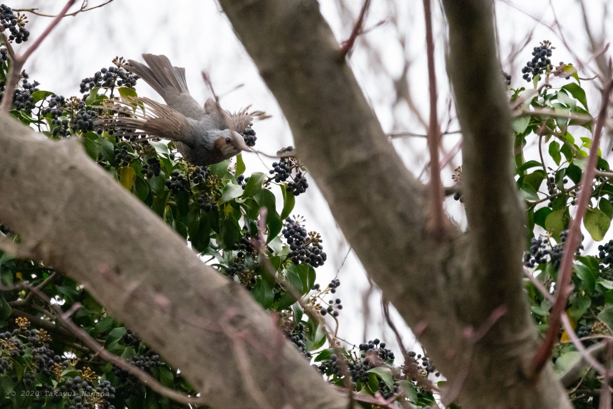 Brown-eared Bulbul