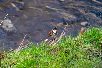 Dusky Thrush Nogawa Sun, 2/2/2020