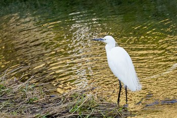 Little Egret Nogawa Sun, 2/2/2020