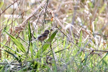 Siberian Long-tailed Rosefinch 羽村堰(下流) Sat, 2/29/2020