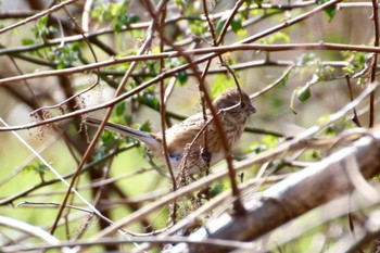 Siberian Long-tailed Rosefinch 羽村堰(下流) Sat, 2/29/2020