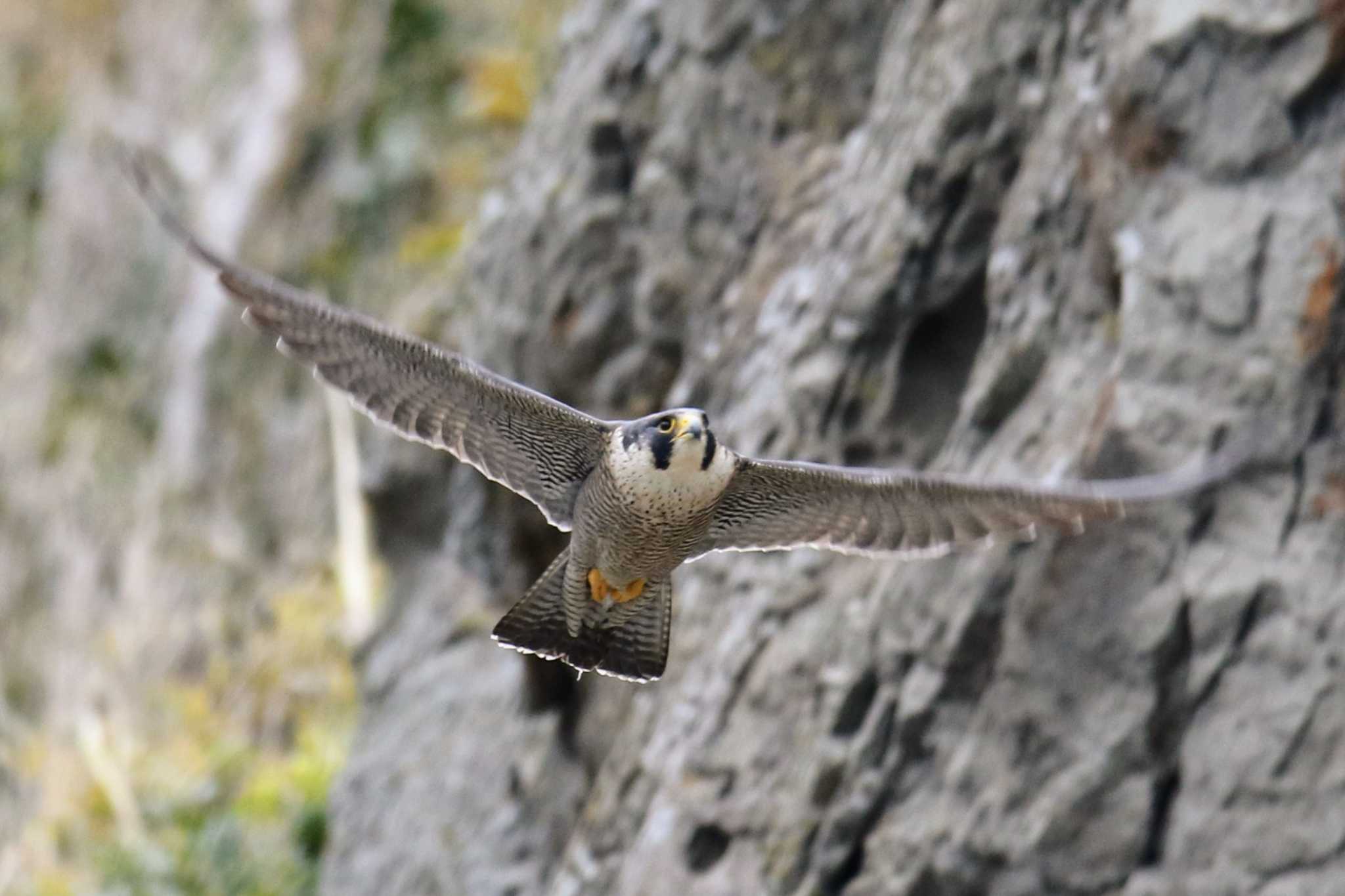 Photo of Peregrine Falcon at  by はやぶさくん