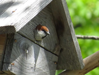 ニュウナイスズメ 留萌;北海道 2015年5月5日(火)