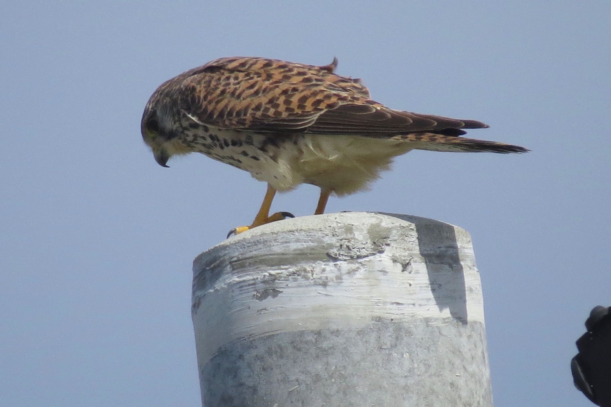 Photo of Common Kestrel at Kunigamison by 鳥人間