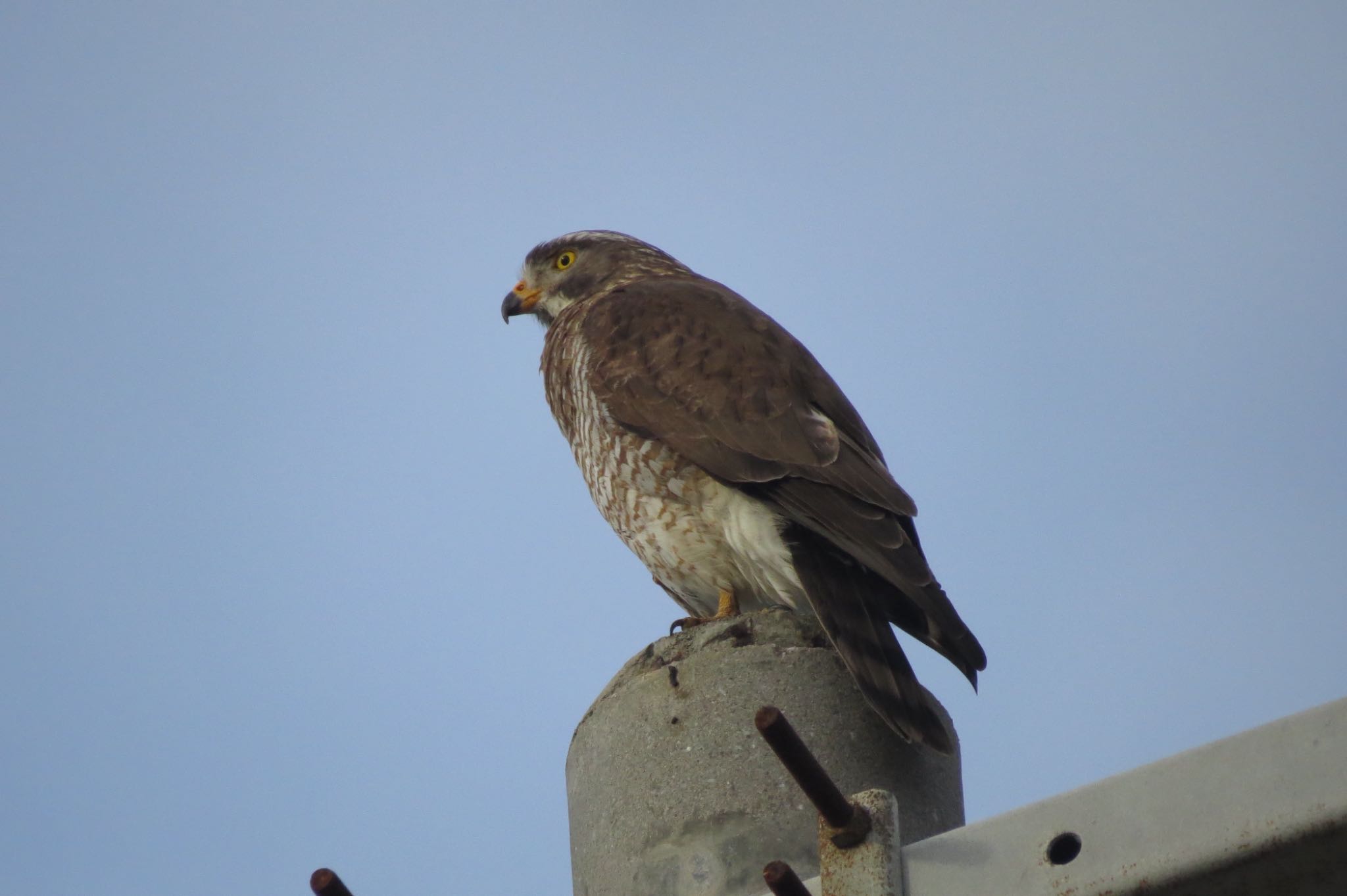 Grey-faced Buzzard