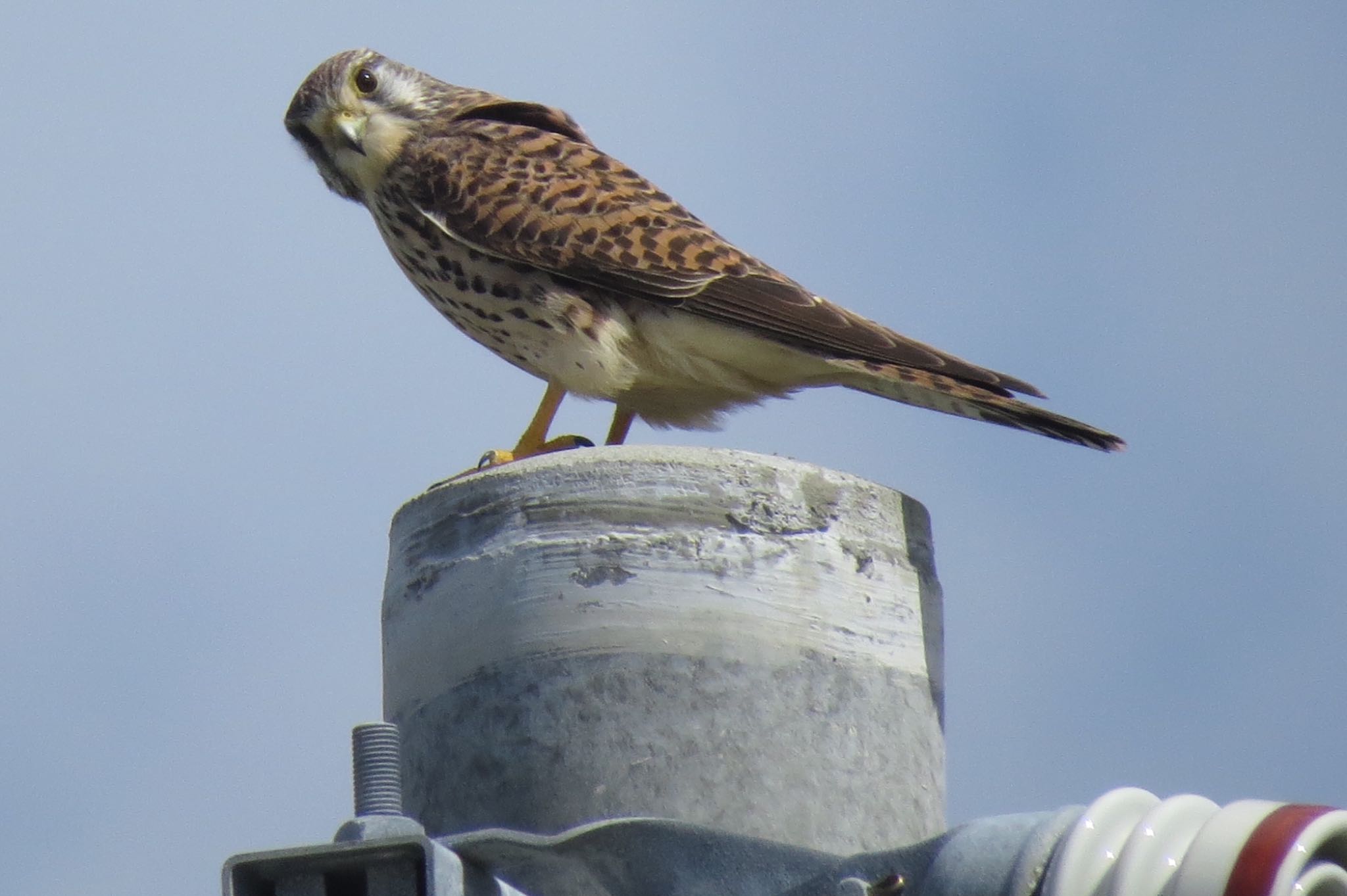 国頭村(沖縄県) チョウゲンボウの写真 by 鳥人間