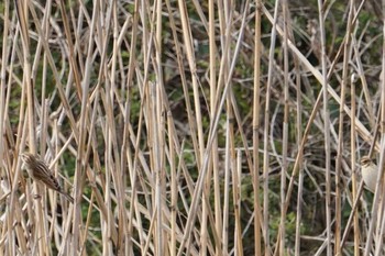 2020年2月28日(金) 伊庭内湖の野鳥観察記録