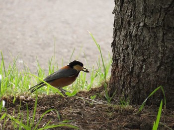 Varied Tit 札幌;北海道 Mon, 9/15/2014