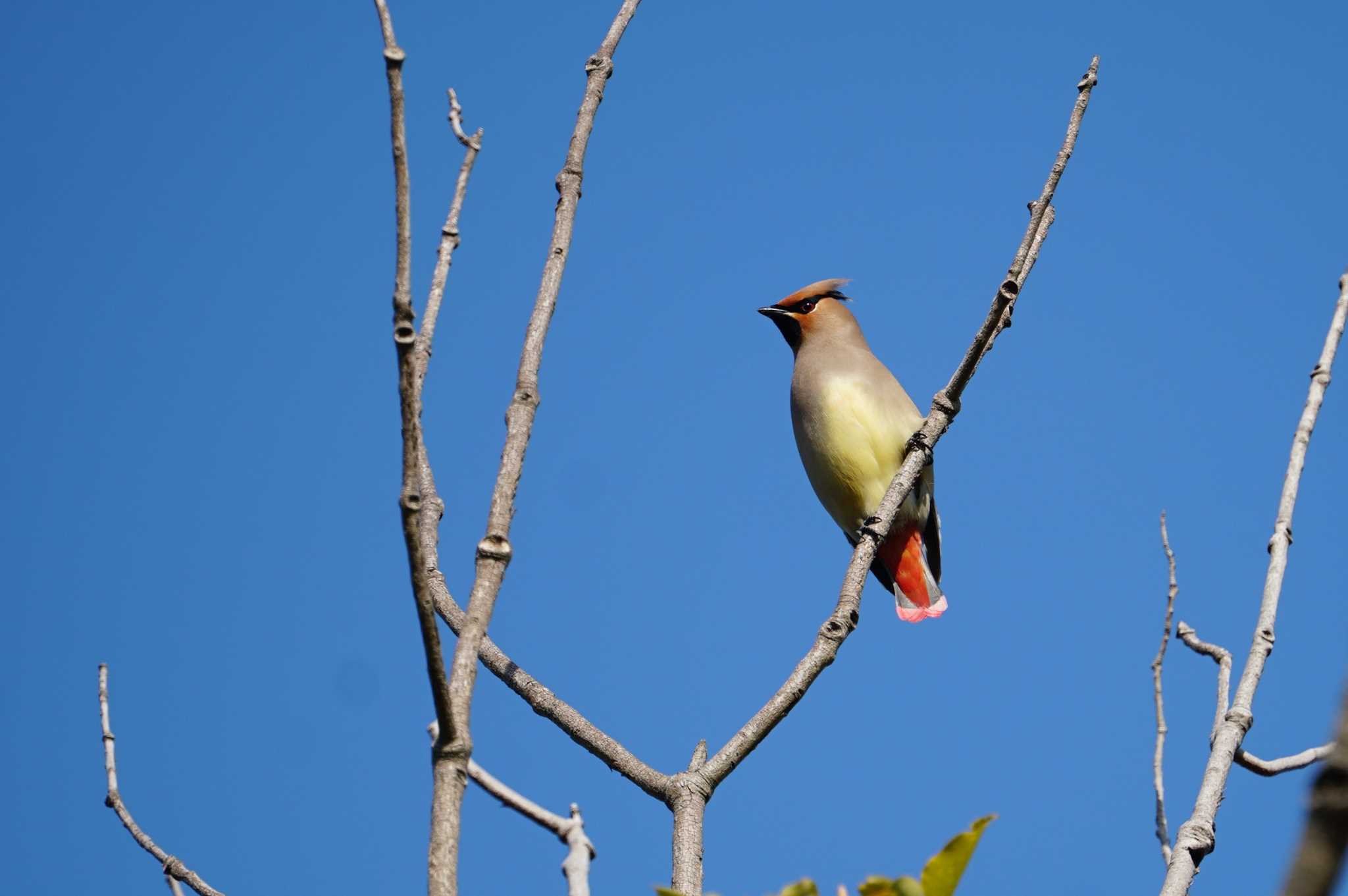 Japanese Waxwing