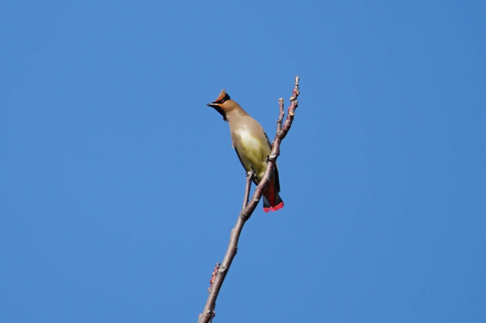 Japanese Waxwing