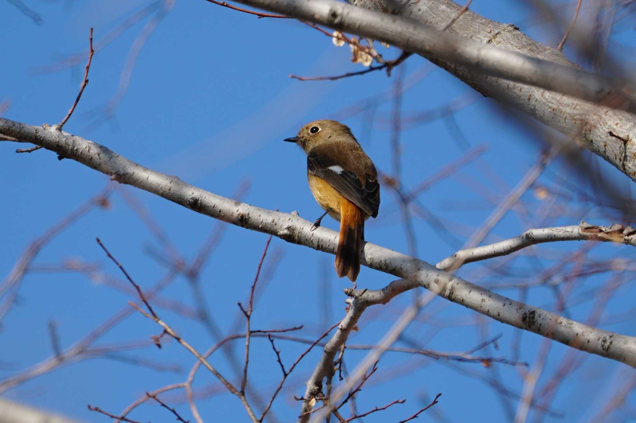 Photo of Daurian Redstart at Koyaike Park by マル