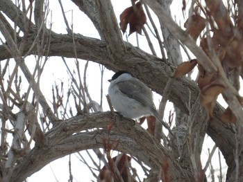 Willow Tit 札幌;北海道 Sun, 1/11/2015