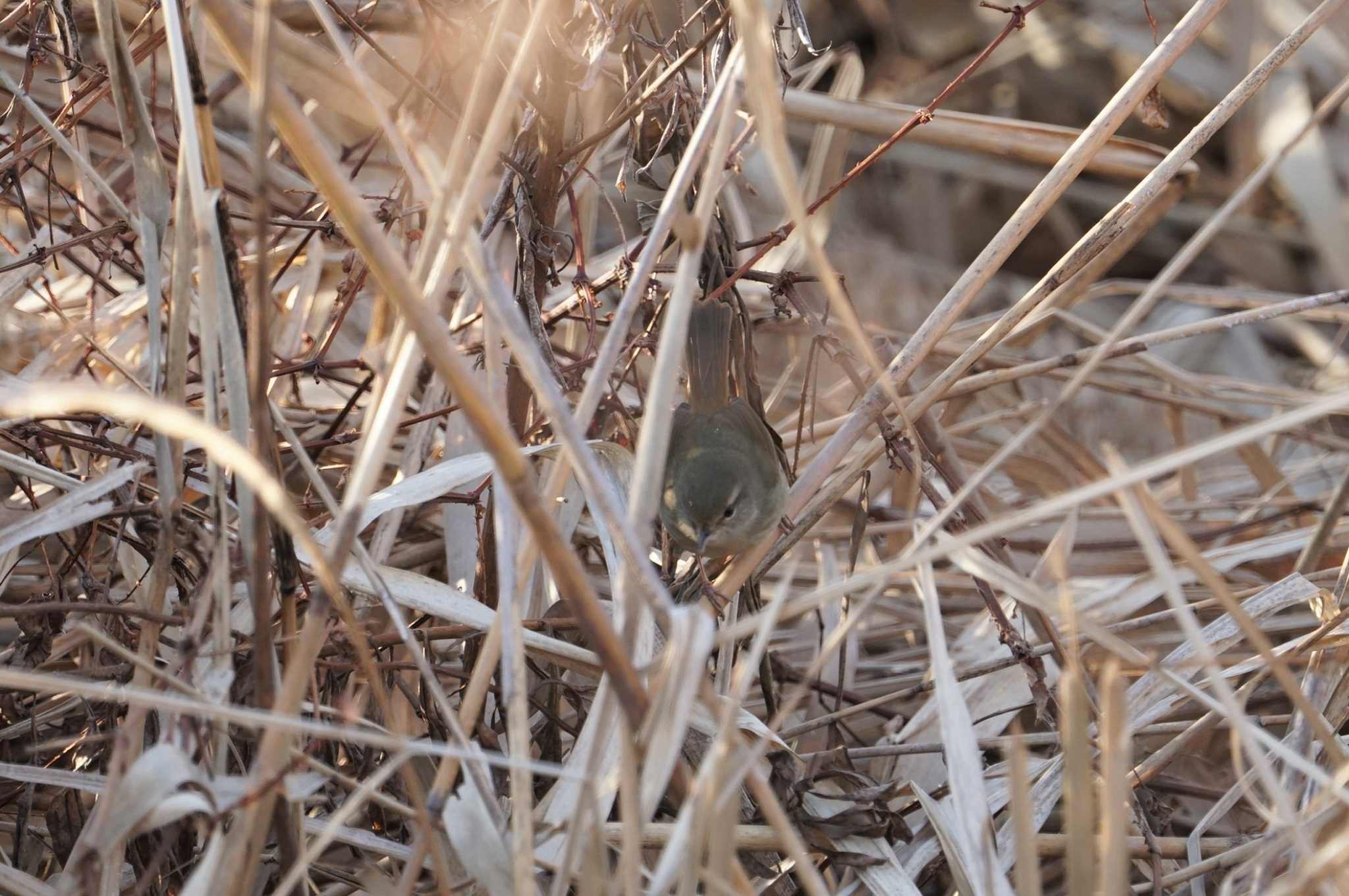 Japanese Bush Warbler