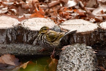 Olive-backed Pipit 武田の杜 Sat, 2/15/2020