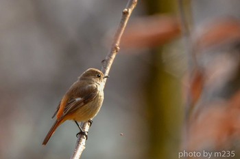 Daurian Redstart 武田の杜 Sat, 2/15/2020