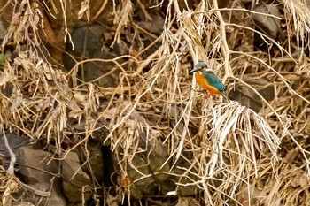 カワセミ 野川 2020年2月2日(日)