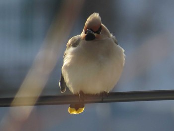 Bohemian Waxwing 札幌;北海道 Thu, 3/12/2015