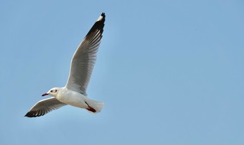 Brown-headed Gull タイ中部 Tue, 2/11/2020