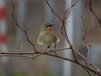 Siberian Rubythroat 天売島;北海道 Mon, 5/4/2015