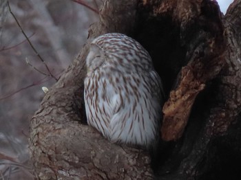 2020年2月13日(木) 野幌森林公園の野鳥観察記録