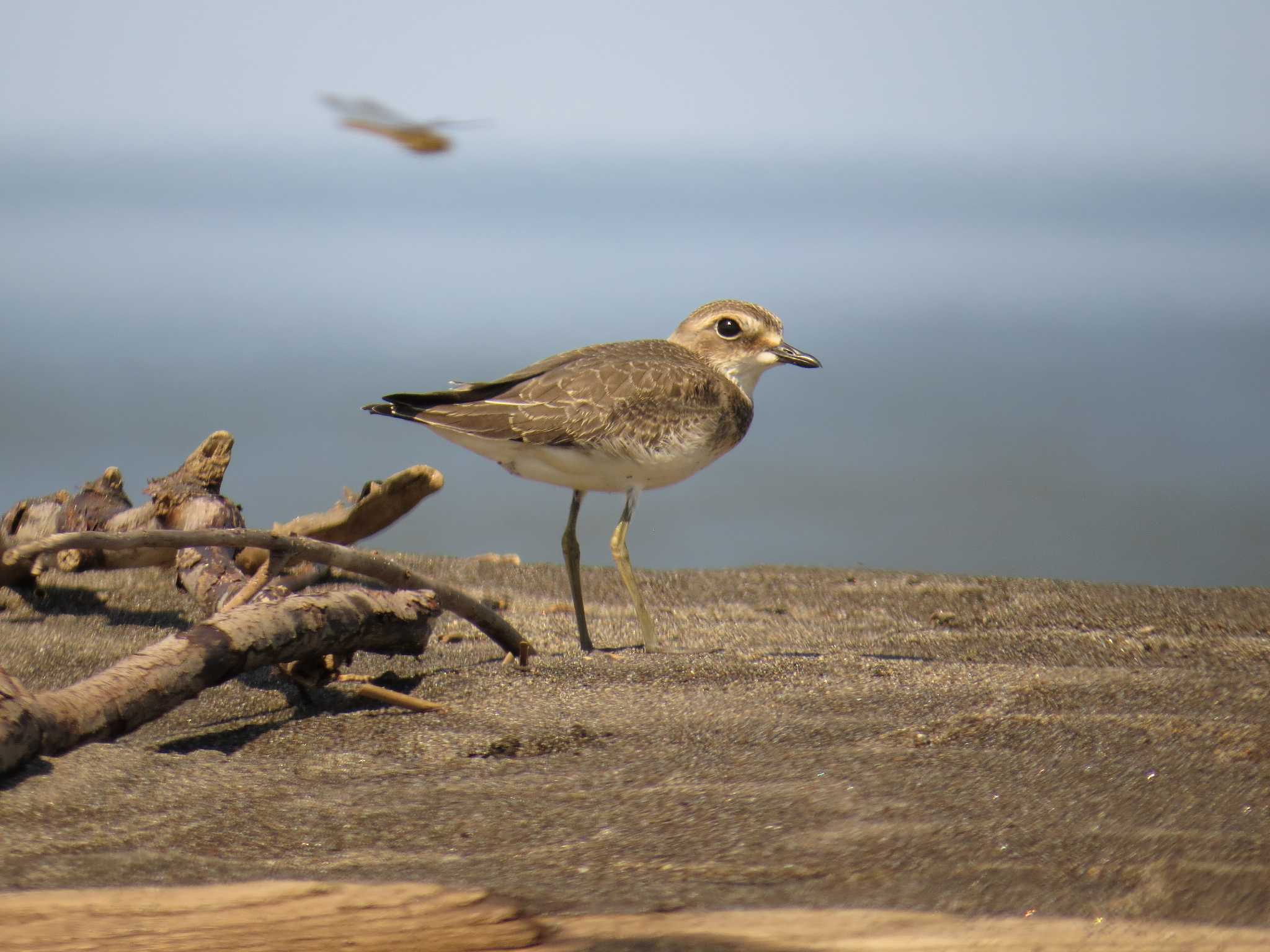 Photo of Siberian Sand Plover at 石狩;北海道 by Yo