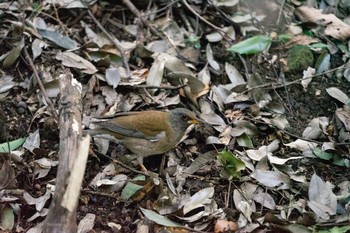 シロハラ 東高根森林公園 2020年2月23日(日)